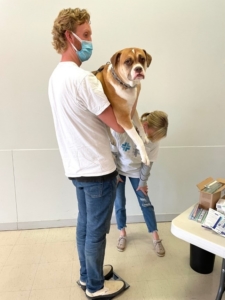 A volunteer in a white t shirt and jeans is holding a large brown and white dog. The volunteer is weighing the dog. The dog is too large to be weighed but looks like he has accepted his fate.
