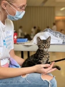 A volunteer in a white tshirt and medical face mask holds a small brown and grey tabby kitten. The kitten is alert and looking around. It is extremely cute. 